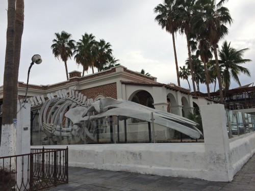 la paz whale museum