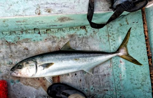 Baja_fishing_report 
