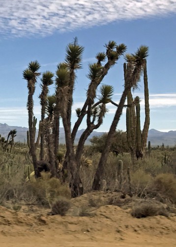 Baja California Yucca Tree