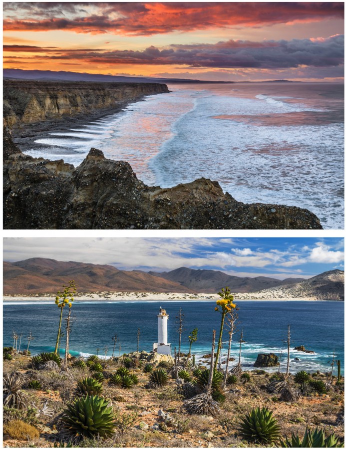 Baja's Wild Side collage