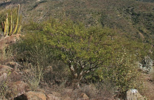 Baja California Elephant Tree