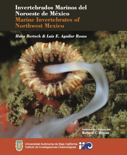 marine invertebrates of northwest mexico