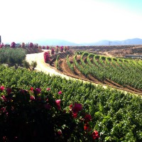 Valle de Guadalupe Guadalupe Valley Baja Mexico wine region