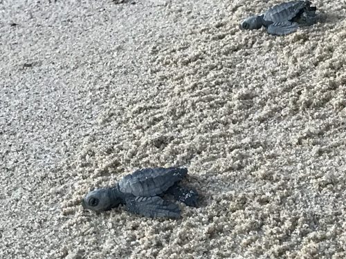 ridley sea turtle hatchling release