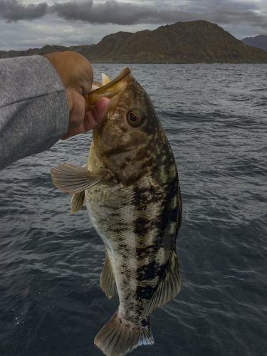 baja_fishing_report