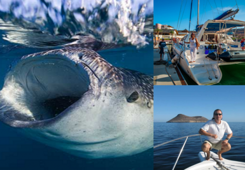 baja expeditions whale shark trips