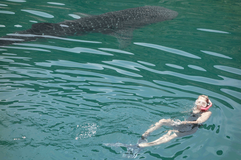 Snorkeling with Baby Whale Shark at El Coyote Bay - Photo by Jonathan Ehly