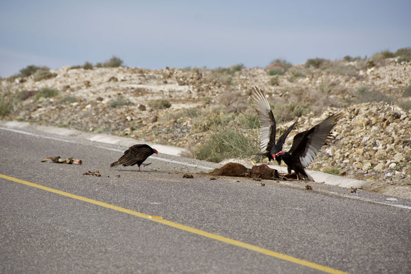 Road kill and vultures