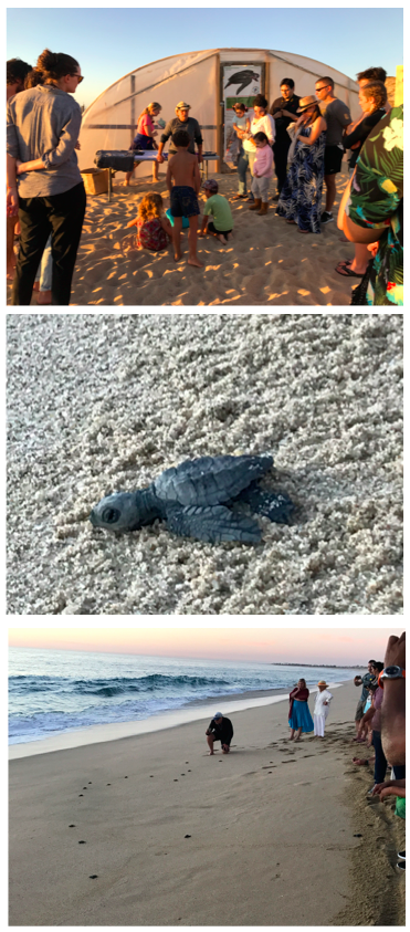 sea turtle hatchling release
