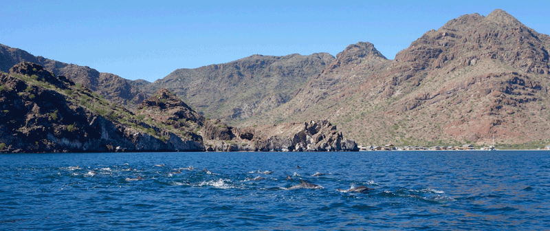 Spinner dolphins frolic in the bay. Photo by Carla King