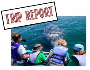 trip report gray whales san ignacio baja