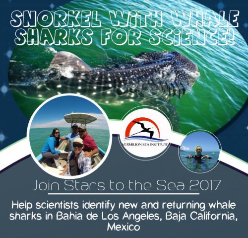 whale sharks LA bay