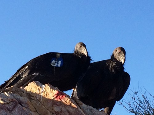 San Pedro Mártir California Condors