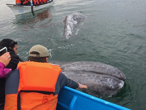 gray whale watching baja