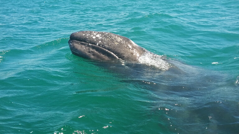Gray Whale Fun Facts - Discover Baja Travel Club