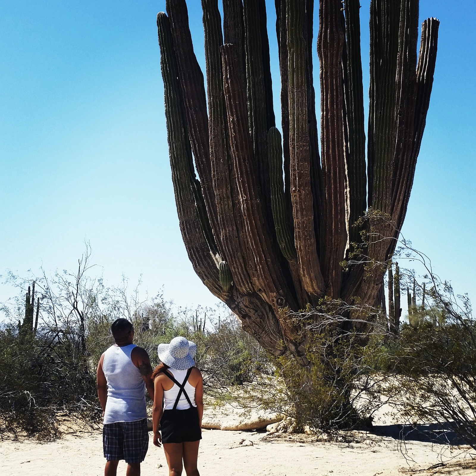 San Felipe Fishing Chart And Guide