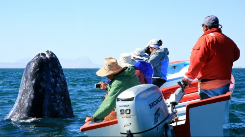 Gray Whale Watching Baja
