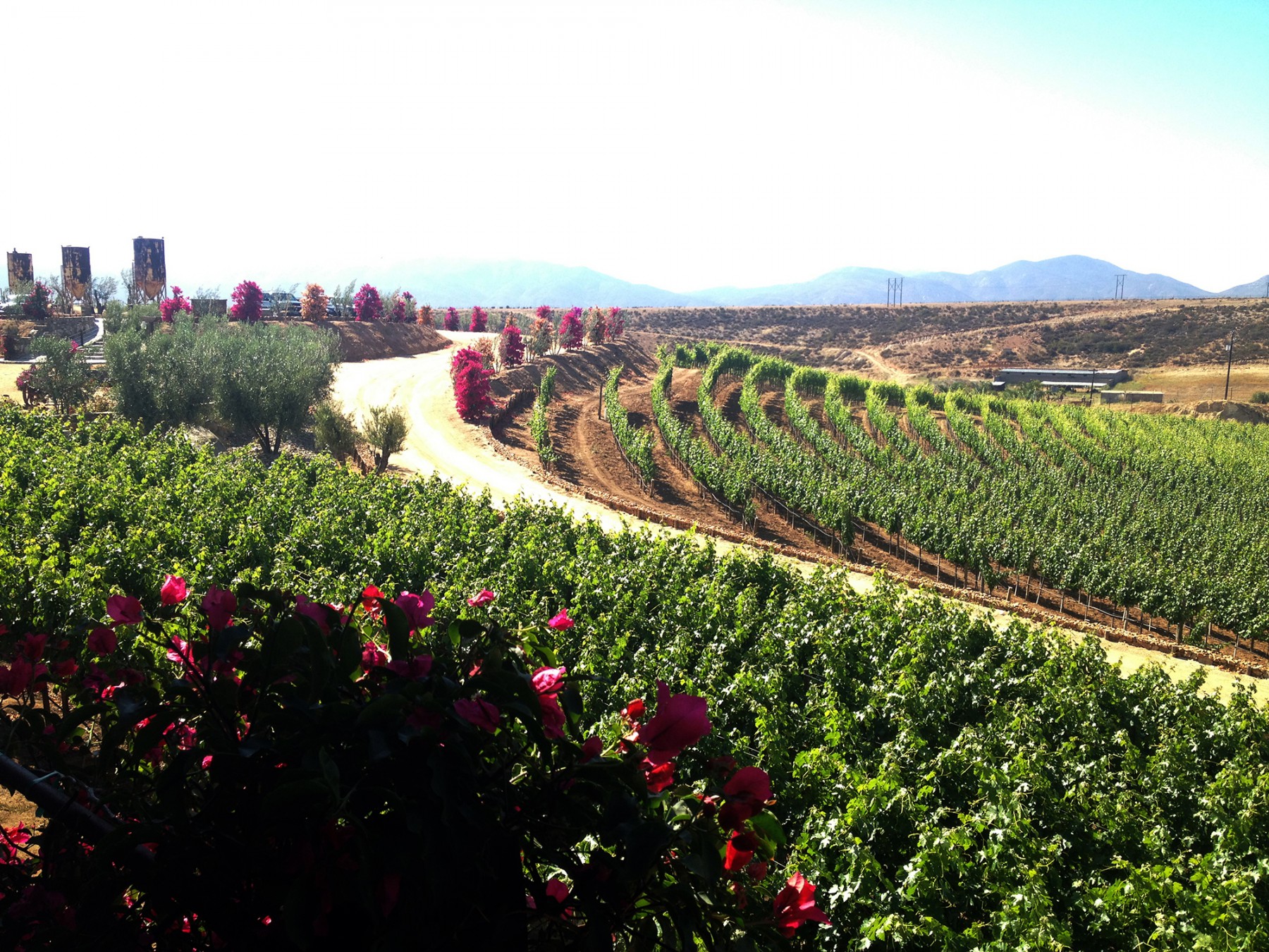 Valle de Guadalupe Guadalupe Valley Baja Mexico wine region Discover