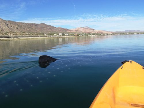 graham_mackintosh_baja_kayaking