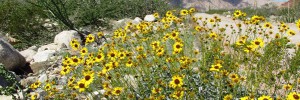 baja wildflowers IMG_5199a