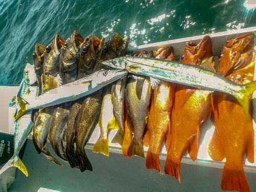 Baja_fishing_report