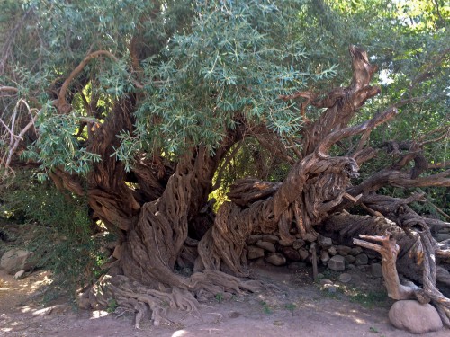 San Javier Olive Tree