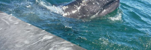 gray whales san ignacio baja