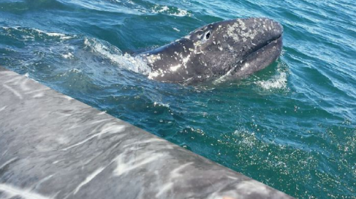 gray whales san ignacio baja