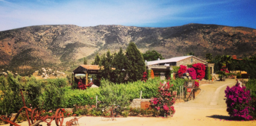 Viñas de Garza Guadalupe Valley Valle de Guadalupe Baja Mexico wine