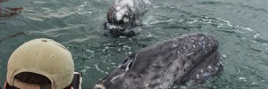 Gray Whale Watching Baja