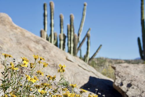 flowers and rock catavina, Carla King, Discover Baja