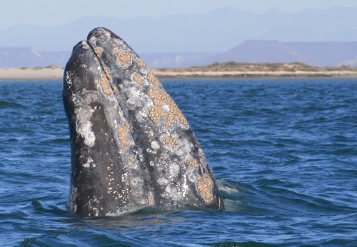 gray whale watching Baja