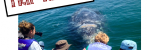 trip report gray whales san ignacio baja